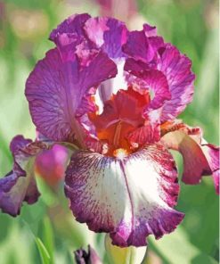 Bearded Iris Plant Paint By Numbers