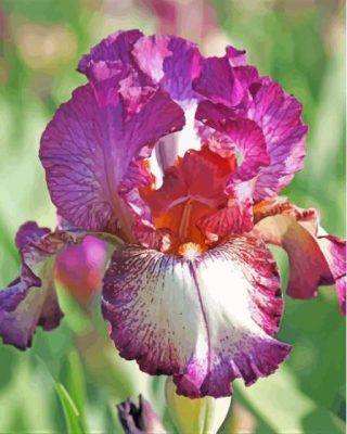 Bearded Iris Plant Paint By Numbers