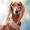 Beige Saluki Dog Paint By Numbers