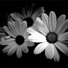 Black And White Daisies Paint By Numbers