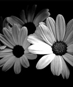 Black And White Daisies Paint By Numbers