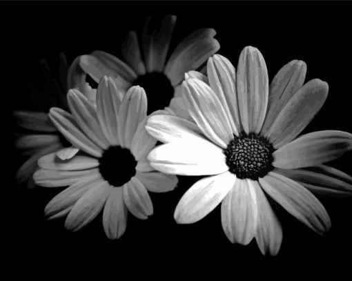 Black And White Daisies Paint By Numbers