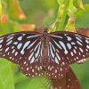 Blue Tiger Butterfly Insect Paint By Numbers