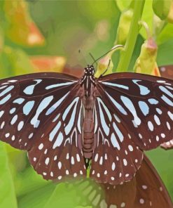 Blue Tiger Butterfly Insect Paint By Numbers