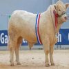 Charolais Cattle Paint By Numbers