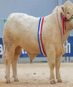 Charolais Cattle Paint By Numbers