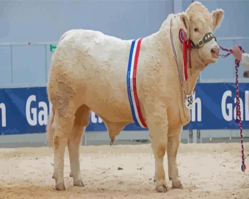 Charolais Cattle Paint By Numbers