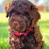 Chocolate Labradoodle Puppy Paint By Numbers