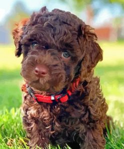 Chocolate Labradoodle Puppy Paint By Numbers