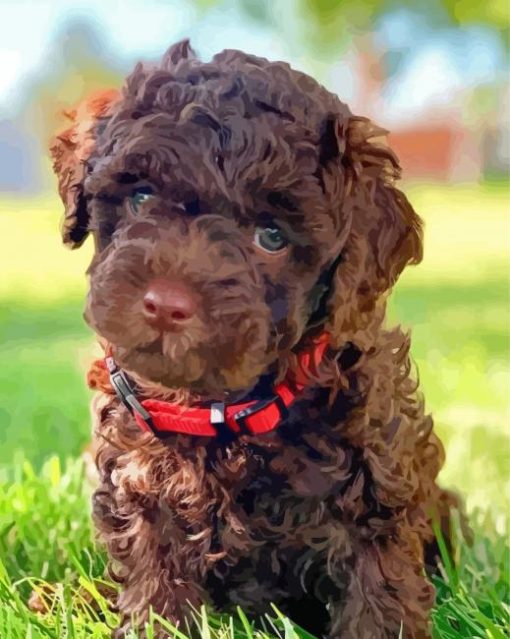 Chocolate Labradoodle Puppy Paint By Numbers