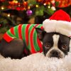 Christmas Boston Terrier Paint By Numbers