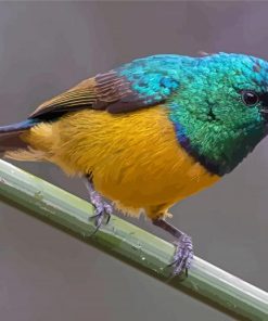 Close Up Sunbird Paint By Numbers