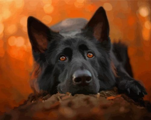 Cute Black German Shepherd Dog Animal Paint By Numbers