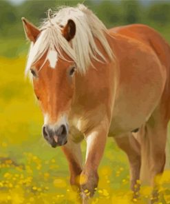 Dark Beige Icelandic Horse Paint By Numbers