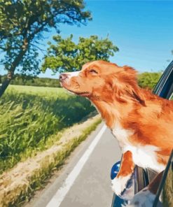 Dog Enjoying His Time In The Car Paint By Numbers