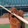 Dog Playing Baseball Paint By Numbers