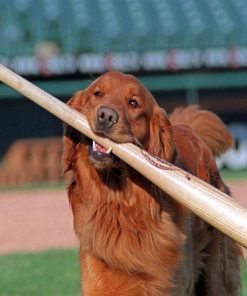 Dog Playing Baseball Paint By Numbers