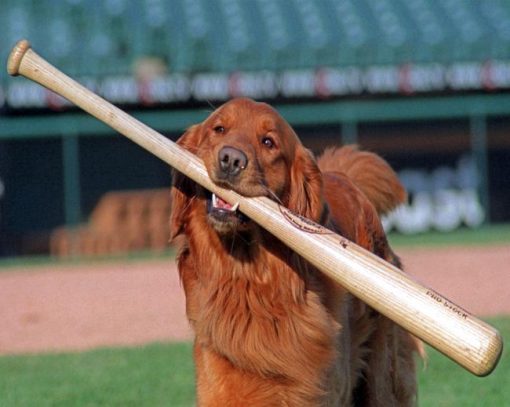 Dog Playing Baseball Paint By Numbers