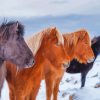 Icelandic Horses Paint By Numbers