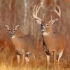 Large Buck And Doe Paint By Numbers