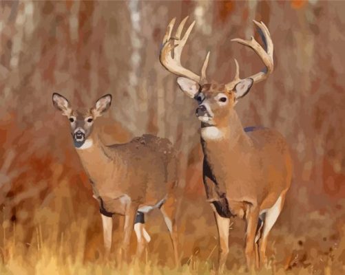 Large Buck And Doe Paint By Numbers