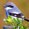 Loggerhead Shrike Paint By Numbers