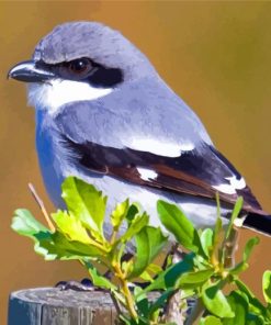 Loggerhead Shrike Paint By Numbers