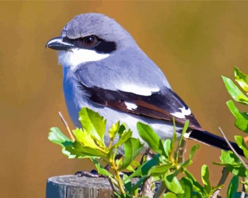 Loggerhead Shrike Paint By Numbers