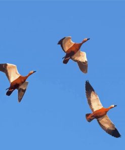 Mallard Ducks Flying Paint By Numbers