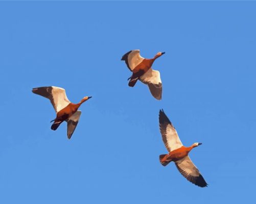 Mallard Ducks Flying Paint By Numbers