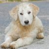 Maremma Sheepdog Puppy Paint By Numbers