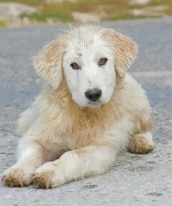 Maremma Sheepdog Puppy Paint By Numbers