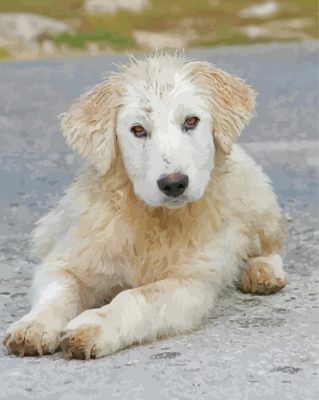 Maremma Sheepdog Puppy Paint By Numbers