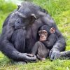 Mom Chimpanzee With Her Baby Paint By Numbers