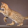 Ocicat Paint By Numbers