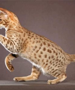 Ocicat Paint By Numbers