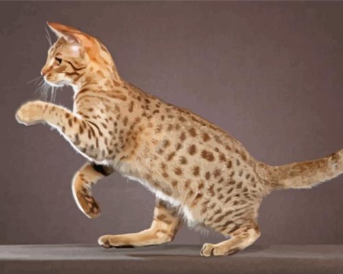 Ocicat Paint By Numbers