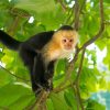 Panamanian White Faced Capuchin Paint By Numbers