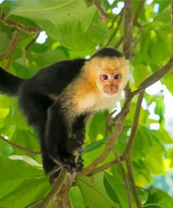 Panamanian White Faced Capuchin Paint By Numbers