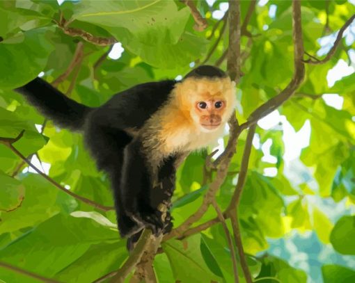 Panamanian White Faced Capuchin Paint By Numbers