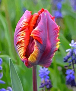 Parrot Tulips Paint By Numbers