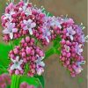 Pink Flowering Plant Valerian Paint By Numbers