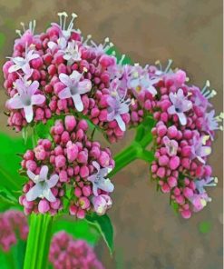 Pink Flowering Plant Valerian Paint By Numbers