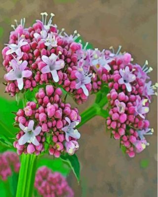 Pink Flowering Plant Valerian Paint By Numbers