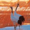 Red Crowned Cranes Birds Paint By Numbers