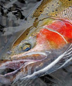 Steelhead Fish In Water Paint By Numbers