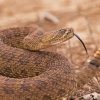 Venomous Rattlesnake Paint By Numbers