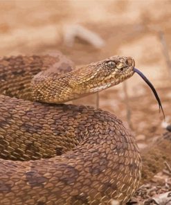 Venomous Rattlesnake Paint By Numbers