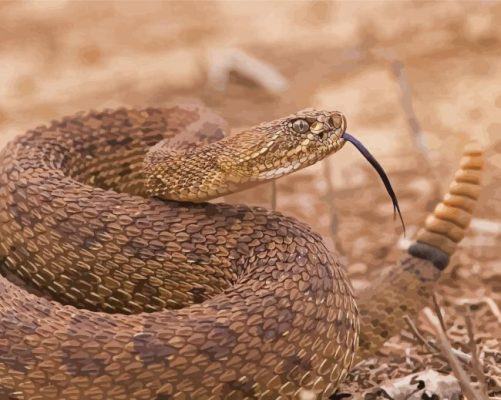 Venomous Rattlesnake Paint By Numbers