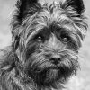 Black And White Black Cairn Terrier Paint By Numbers